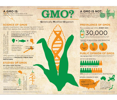 GMO